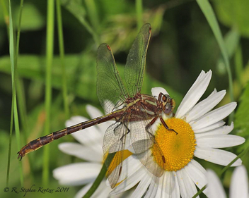 Phanogomphus lividus, male